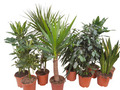 Grønne planter mix 19 cm